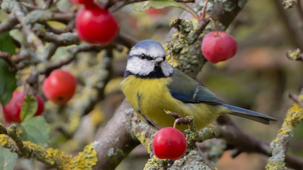 Proteggere gli alberi da frutto usando del grasso appeso? Si può fare