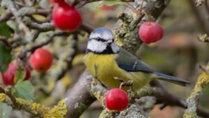 Proteggere gli alberi da frutto usando del grasso appeso? Si può fare