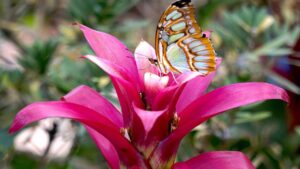 Guzmania: come coltivare questa pianta tropicale dai fiori sgargianti