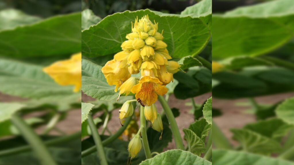 Ibicella lutea: la pianta carnivora che non è davvero una pianta carnivora