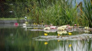 Come realizzare un piccolo laghetto in giardino