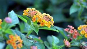 Lantana, il fiore protagonista delle bordure per il 2026