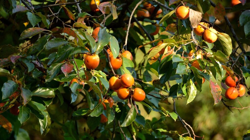 Il loto americano è tossico e velenoso? Attenzione ai cachi non maturi