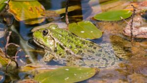 Come costruire un mini laghetto in giardino usando solamente un secchio (o quasi)