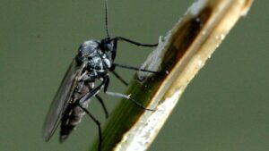 Moscerini dei funghi: i parassiti che non sapevate di avere in casa