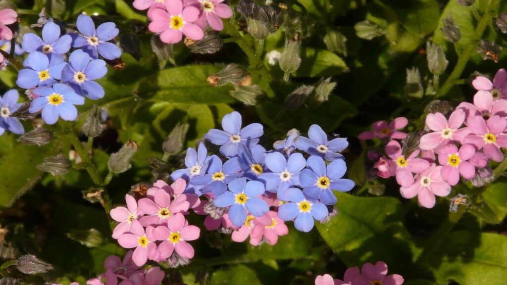 Non ti scordar di me: leggende e miti nascosti dietro al Myosotis