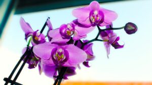 Orchidee che prosperano anche in condizioni di poca luce