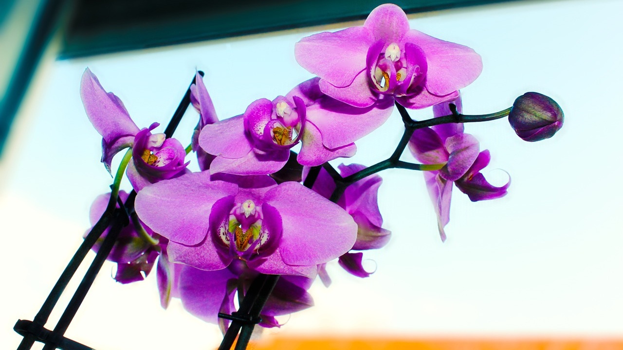 orchidee poca luce
