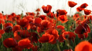 Il papavero rosso dei campi è il papavero da oppio?