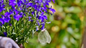 Piante pensili per decorare balconi e finestre: con queste non sbagliate