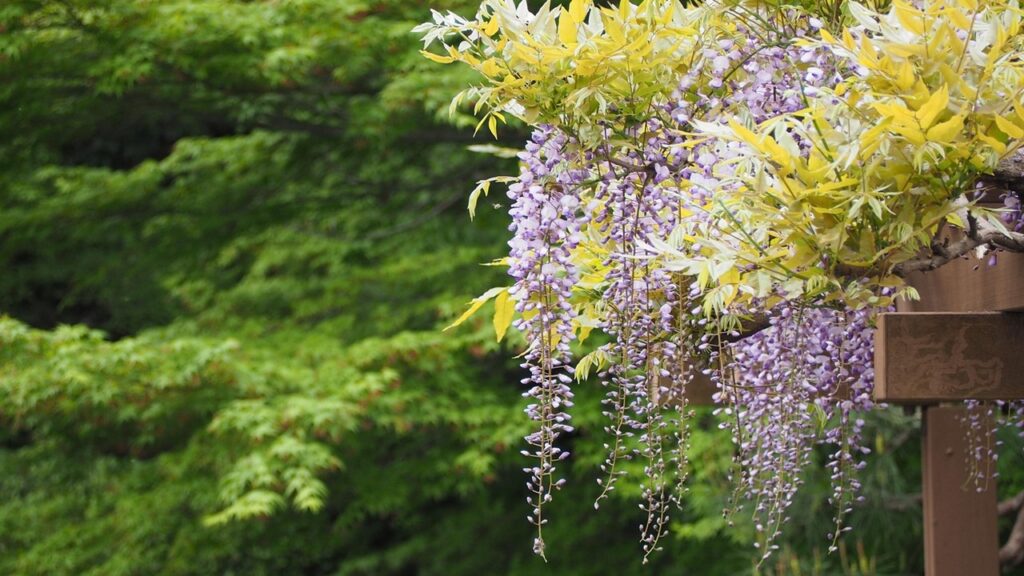 Piante da potare drasticamente a metà inverno