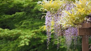 Piante da potare drasticamente a metà inverno