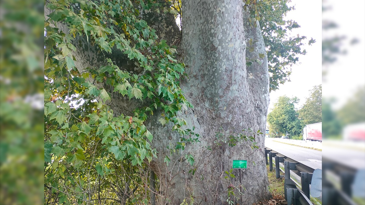 platano napoleone dettaglio