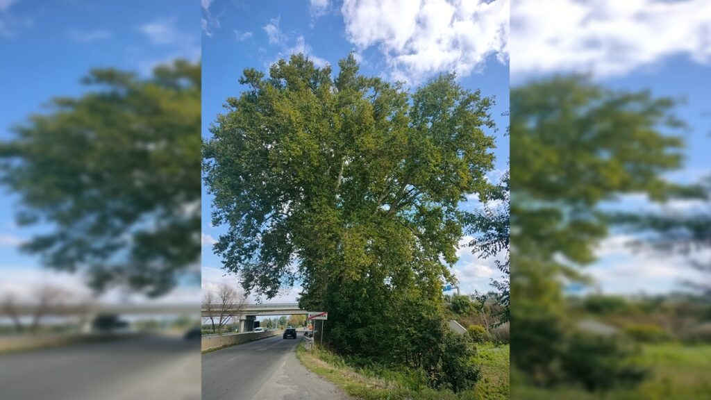 La leggenda del platano di Napoleone