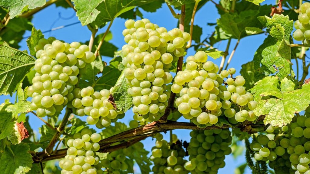 Come potare le viti in inverno: trucchi e segreti dei maestri