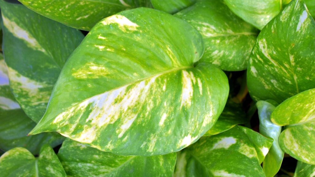 Il pothos sta perdendo le sue macchie bianche? Tutta colpa di questo errore