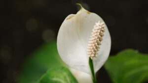 Come rinvasare lo spatifillo in poche, semplici mosse