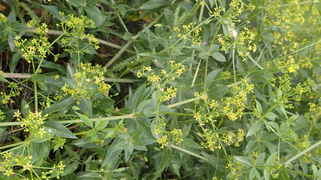 Rubia tinctorum, dalle sue radici si ricava il colore rosso adrianopoli