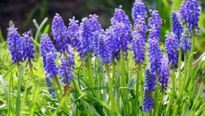 San Valentino, come professare il proprio amore senza usare le rose (troppo scontate)