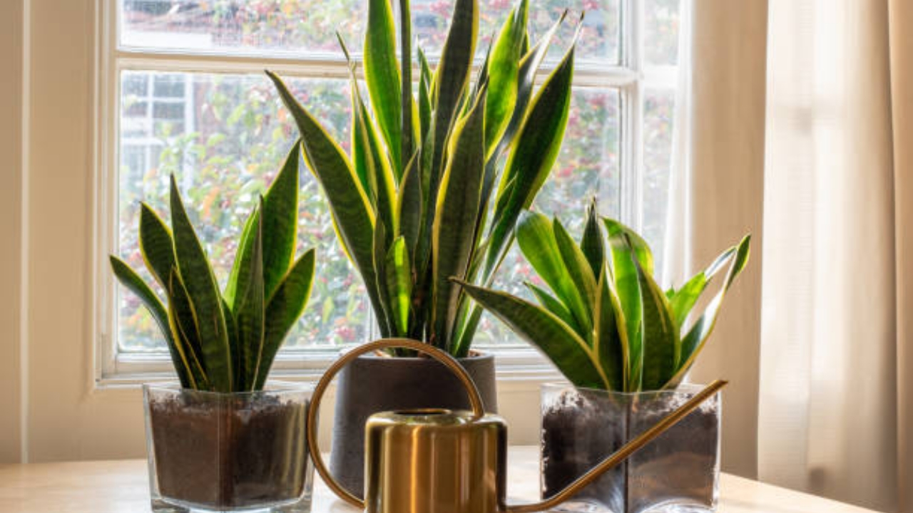 piante di sansevieria