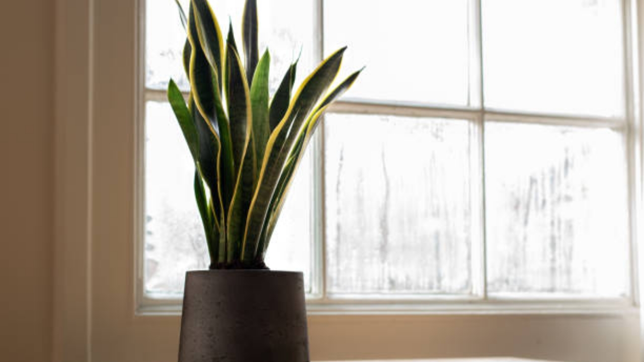 sansevieria trifasciata in vaso