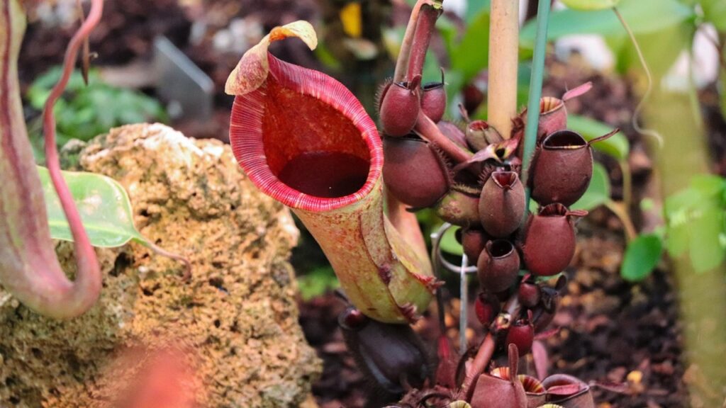 Sarracenia, come coltivare questa pianta carnivora perfetta anche per il giardino