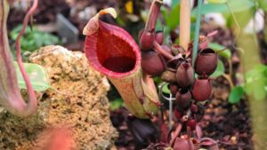 Sarracenia, come coltivare questa pianta carnivora perfetta anche per il giardino