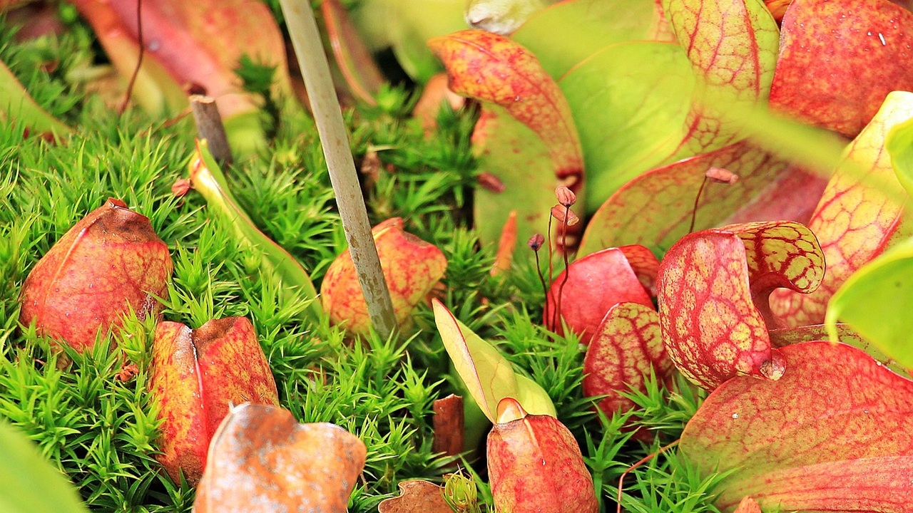 sarracenia pianta carnivora