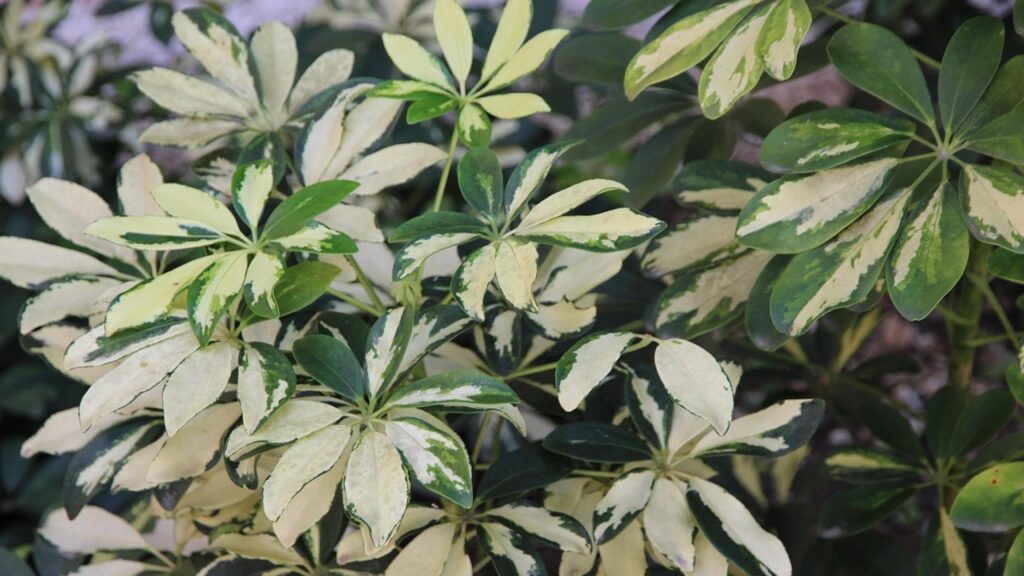 Schefflera: trucchi e segreti per far sopravvivere questa elegante pianta da appartamento