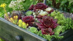 Sempervivum: tutto quello che c’è da sapere su questa pianta grassa