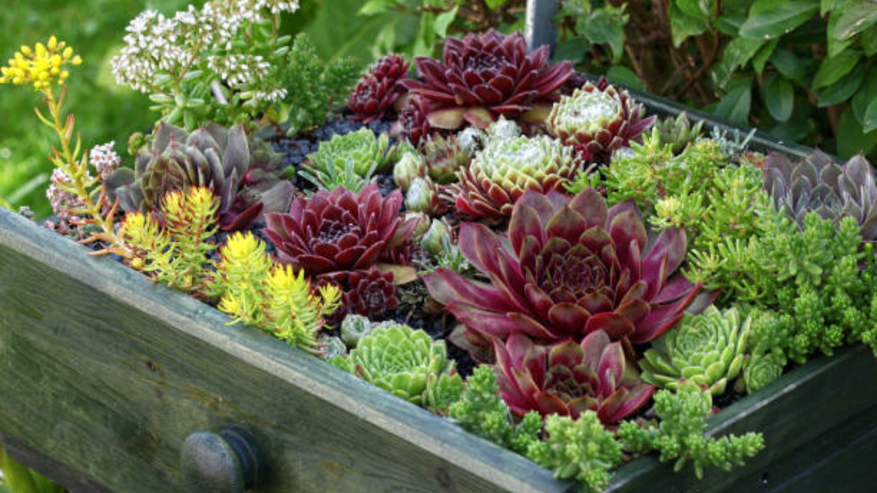 sempervivum in cassetta