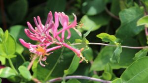 Talee invernali facili che crescono praticamente da sole