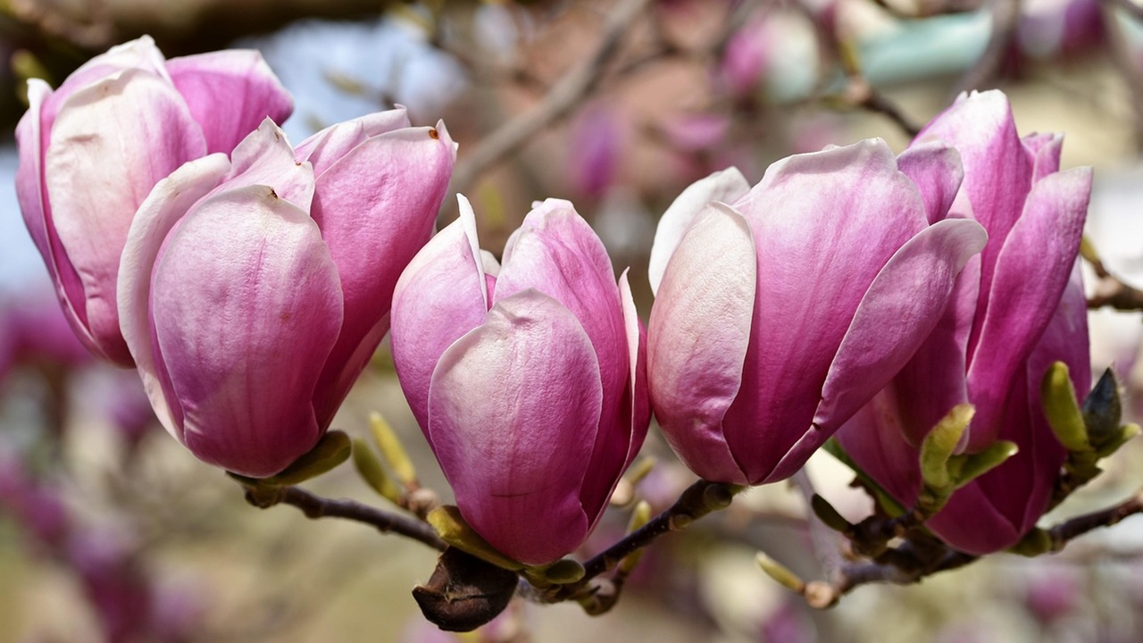 tendenze giardinaggio 2026 magnolia