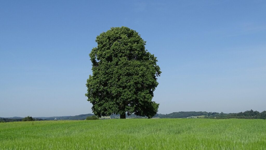 Tiglio: la leggenda greca che narra della sua origine