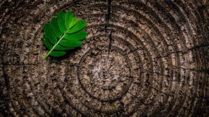 Tillosi nelle piante: cosa vuol dire se si formano le tille