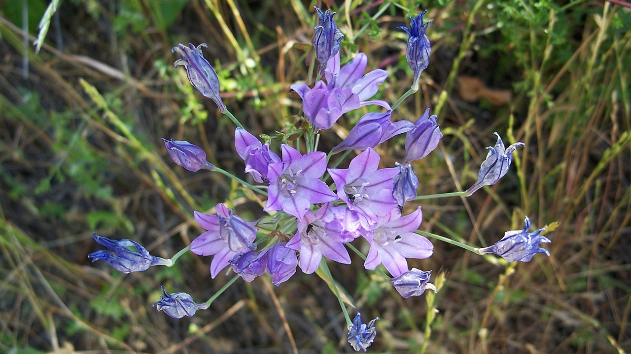 triteleia laxa lance ithuriel