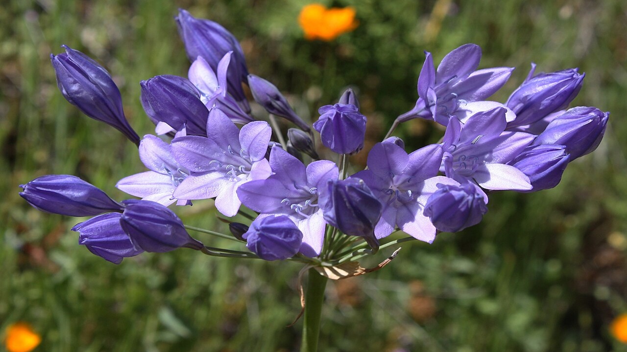 triteleia iaxa