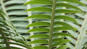 Zamia: trucchi e segreti per coltivare la pianta di Padre Pio