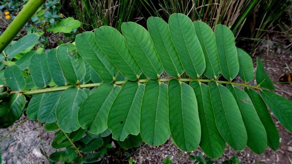 Foglie di Senna alata