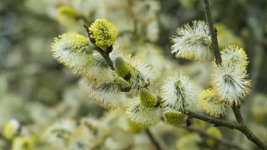 Pianta in primo piano