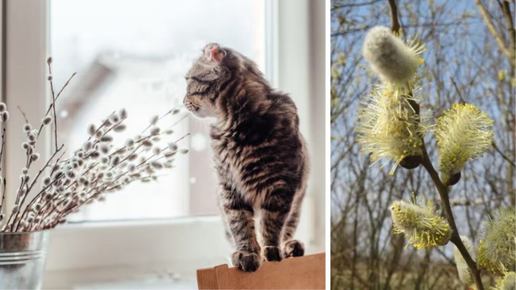 Gatto vicino alla pianta