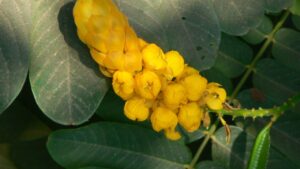 L’arbusto tropicale che protegge la pelle: conosciamo la Senna alata