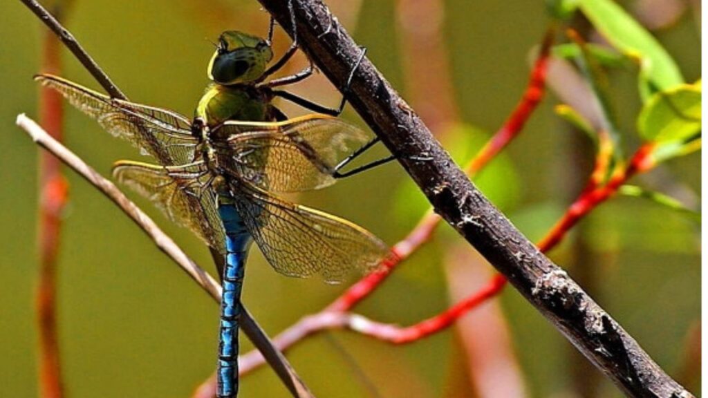 Libellule, alleate silenziose per un giardino senza zanzare: come attirarle