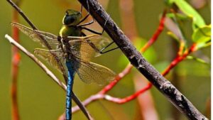 Libellule, alleate silenziose per un giardino senza zanzare: come attirarle