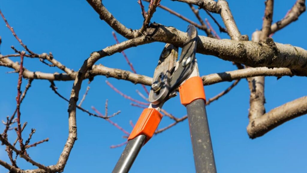 Upcycling dei rami potati