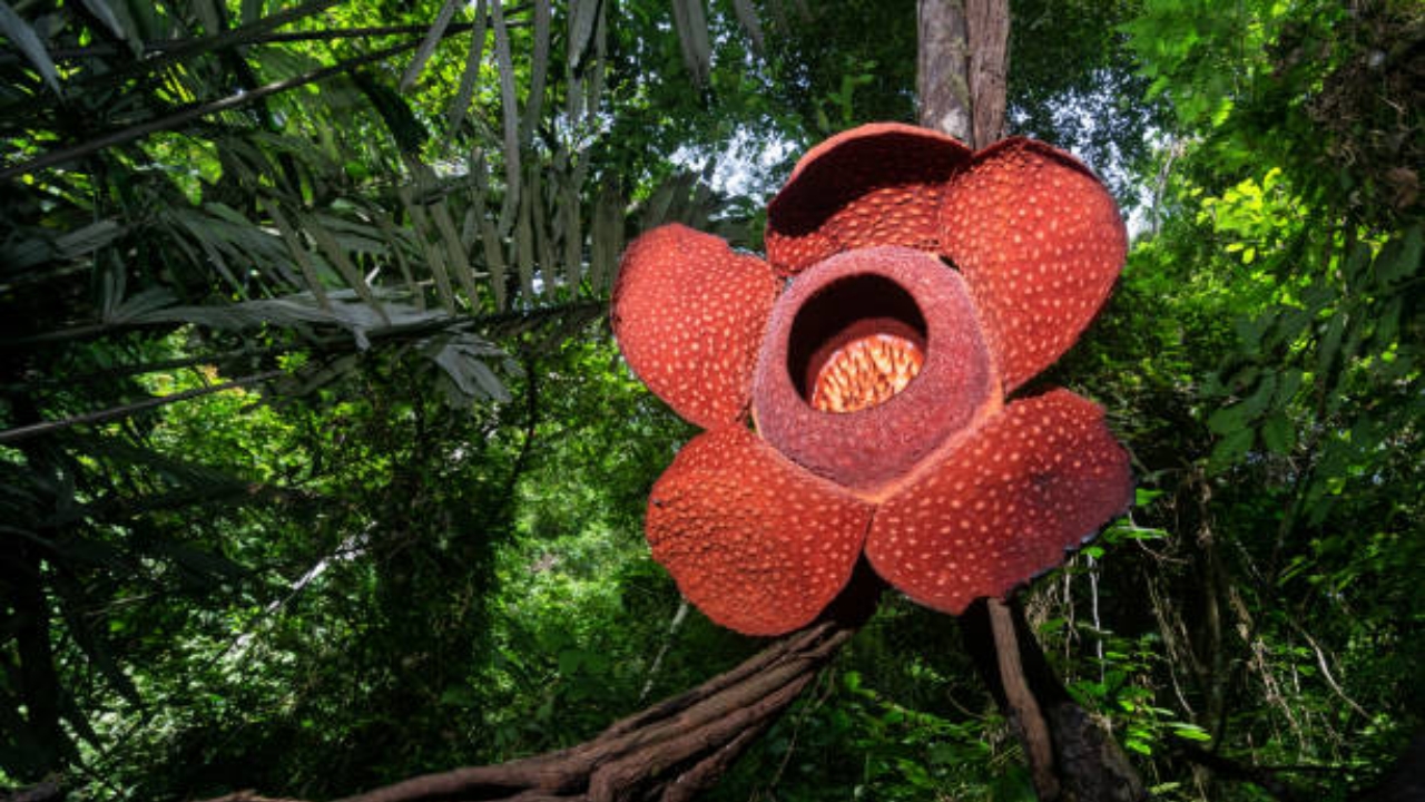 Rafflesia arnoldii fiorita