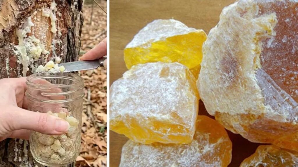 Raccolta della resina