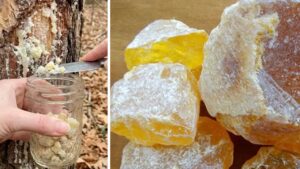 Resina di pino: proprietà, applicazioni e valore tradizionale di una risorsa naturale