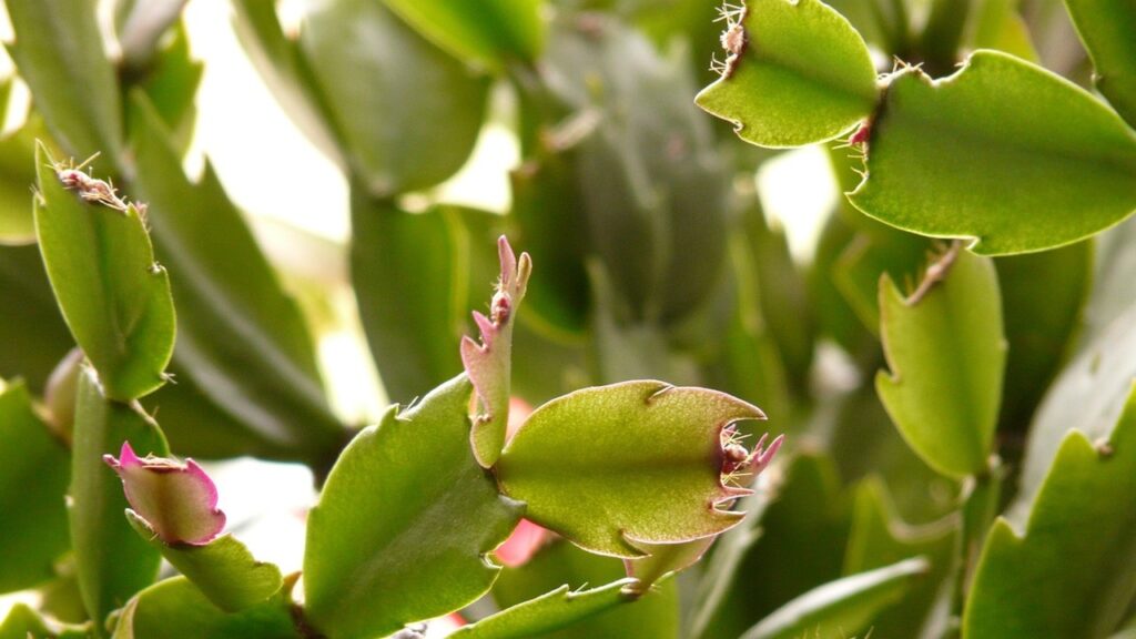 La Schlumbergera sta appassendo? Ecco come rimediare