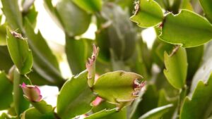 La Schlumbergera sta appassendo? Ecco come rimediare